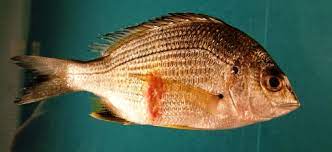 Red Spot Disease