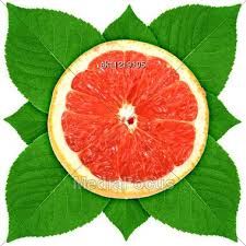 Apple coloring pages food coloring pages thanksgiving coloring pages coloring sheets coloring pages for kids coloring books adult coloring printable coloring digi stamps. Grapefruit Cross Section Google Search Fruit And Veg Fruit Grapefruit