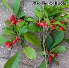 Image result for Synsepalum revolutum
