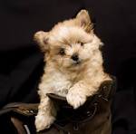 Pomapoo Mixed Dog Breed Pictures, Characteristics, & Facts