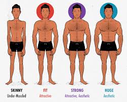 The muscle cells of skeletal muscles are much longer than in the other types of muscle tissue, and are often known as muscle fibers. The Skinny Guy S Guide To Aesthetics How To Build An Attractive Physique