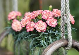 Dianthus Flow Series Greenhouse Management