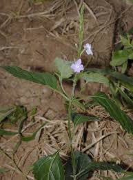 Image result for Chascanum adenostachyum