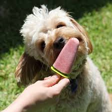 According to the american kennel club: Dog Popsicles Pupsicles Cook It Real Good