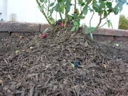 L'hiver est une saison rude pour les plus petits : Plantes Frileuses A Hiverner A Rentrer A L Abri Ou A Pailler