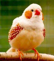 Yellow Bird With Red Cheeks Florida Fancy Zebra Finch Cute Cheeks Pet Birds Birds Colorful Birds