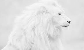 Check spelling or type a new query. Most Viewed White Lion Wallpapers 4k Wallpapers