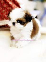Available sizes of puppies for sale: Teacup Maltese Shih Tzu Puppies Search Pictures Photos Shih Tzu Puppy Cute Dogs Cute Animal Pictures