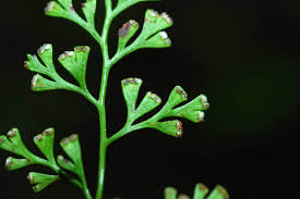 Image result for Odontosoria africana