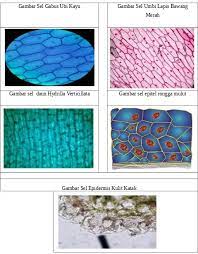 Struktur sel hewan dan sel tumbuhan the structure of animal cells and plant cells nan humayrah inayatuddin… by ibubahriyah. Laporan Praktikum Tentang Sel Mahluk Hid