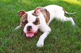 Some can last in your yard for as long as four years if not cleaned up. Kris K 9 Klean Up Pet Waste Removal Services Omaha Ne