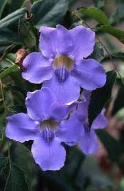 Full Size Picture Of Bengal Clock Vine Blue Sky Vine Thunbergia Grandiflora Types Of Flowers Flower Clock All Flowers