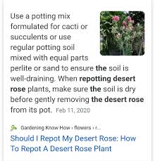 Did i do a big no no? Pin By Oanh Nguyen On Desert Rose Desert Rose Plant Desert Rose Potting Soil