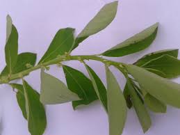 Image result for Phyllanthus maderaspatensis
