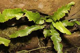 Image result for Asplenium africanum