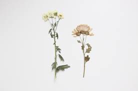 Dead Dried Flowers Belle Fleur De Lis Amazing Flowers Flowers Beautiful Flowers