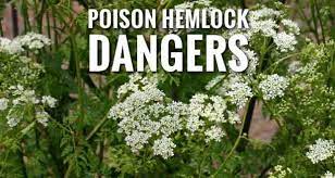 Check spelling or type a new query. Poison Hemlock Can Kill You In 3 Hours Or Less Bee Habitat