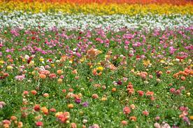 Maybe you would like to learn more about one of these? The Flower Fields Wikipedia