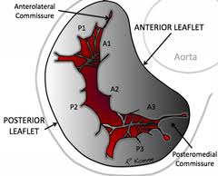 Qui a la forme d une mitre. Mitral Valve Wikipedia