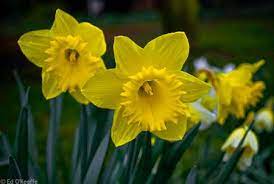 Narcissus Daffodil Narcissus Nɑrˈsɪsəs Is A Genus Of Predominantly Spring Perennial Plants In The March Birth Flowers Daffodils Daffodil Flower Pictures
