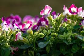 Image result for Torenia thouarsii