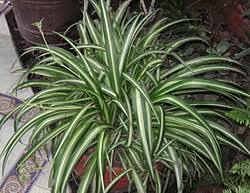 Image result for Chlorophytum affine