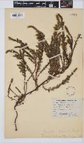 Image result for Chenolea