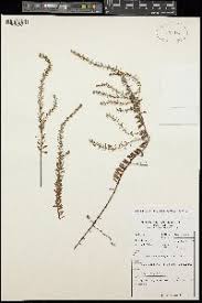 Image result for Laurembergia repens