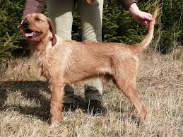 Image result for štýrský brakýř