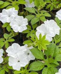 Image result for Ipomoea pes-tigridis