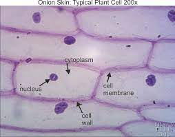 Mushroom cells are larger than most plant cells. Onion Skin 200x Dissection Connection