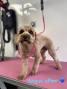 Video for Posh Pooches Parlour Dog Groomer