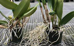 How to make cactus soil a potted diy recipe. Orchid Media What Should I Use To Plant My Orchid Akatsuka Orchid Gardens