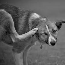 Grâce au vinaigre blanc puce et tiques vont toutes mourir. Remedes Simples Et Naturels Contre Les Puces De Chiens Et Chats Consommer Durable