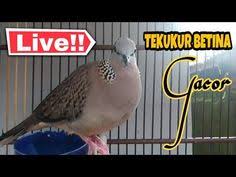 Meskipun demikian, bukan berarti itu keuntungan bagi merak jantan. 150 Gacorkeun Ideas In 2021 Canary Singing Sound Meditation Sleep Therapy