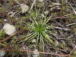Image result for Isoetes schweinfurthii