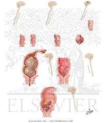 Image result for Defecation