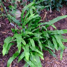 Image result for Lepisorus schraderi