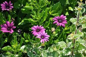 Image result for Osteospermum barberiae