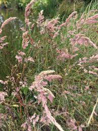 Image result for Holcus