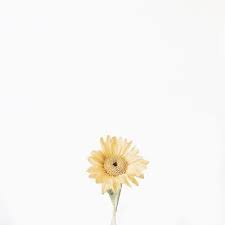 Download Sunflower Wallpaper Minimalist Sunflower Wallpaper Flowers White Aesthetic