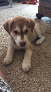 My Blue Eyed Siberian Husky Mountain Cur Mix Siberian Husky Siberian Husky Mix Husky Puppy