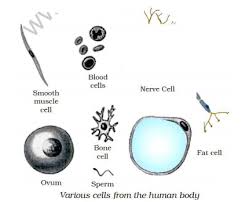 The concept is explained with the help of suitable examples and diagrams. Cbse Class 9 Science The Fundamental Unit Of Life Notes