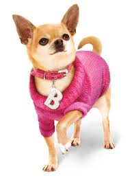 Legally Blonde Official Merchandise So Your Pooch Can Have The Accessories As Used By Bruiser In The West End Musica Small Dog Clothes Doggie Style Dog Clothes