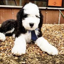 Aussiedoodle, bernedoodle, and sheepadoodle puppies available, and upcoming litters. 11 Things You Have To Know Before Owning A Sheepadoodle Animalso
