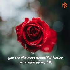 If you like these hindi quotes / hindi status ,then please like this page on facebook and let us know through your comments if you want us to thanks. Quotes And Whatsapp Status Videos In Hindi Gujarati Marathi Rose Wallpaper Flowers Organic Gardening
