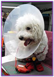 Dog Grooming Assistant Jobs Near Me Precious Paws Pet Salon Is Looking To Immediately Fill Our Pet Grooming Assistant Position Dog Groomers Dog Grooming Dogs