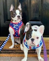 The search tool above returns a list of breeders located nearest to the. Boston Terrier Puppies Los Angeles Ca Pets Lovers