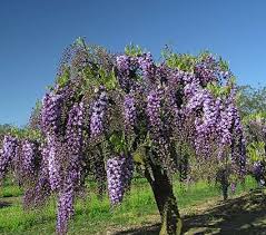 Image result for Wisteria