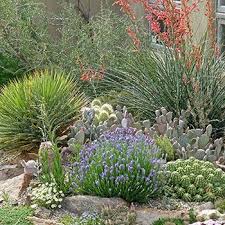 Using the arizona desert as an example, there are many trees, grasses, wildflowers, cacti, and shrubberies scattered across the hot desert landscape. Desert Landscaping Plants Drought Tolerant Plants High Country Gardens